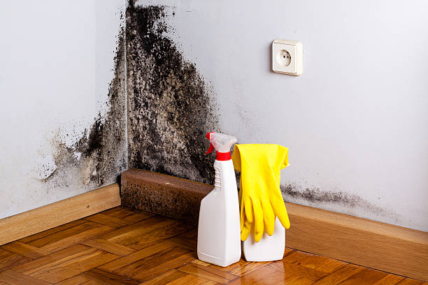 Best Health and Safety Mold Remediation in Tompkinsville, KY